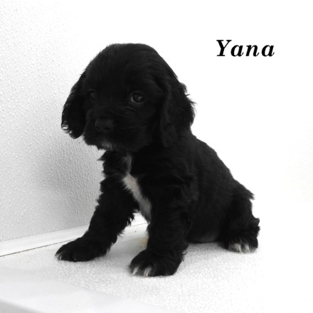 puppy, for, sale, Cocker Spaniel, Joe & Cherri  Overlease, dog, breeder, Miller, MO, dog-breeder, puppy-for-sale, forsale, nearby, find, puppyfind, locator, puppylocator, aca